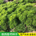 摩西香芹种子意大利欧芹种子法香种子洋香菜高产发芽高