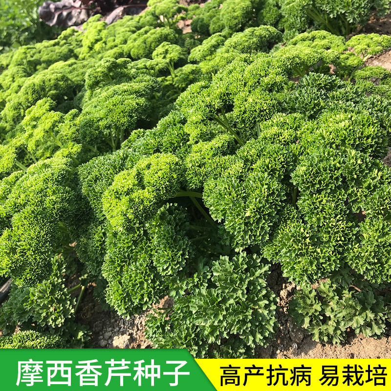 摩西香芹种子意大利欧芹种子法香种子洋香菜高产发芽高