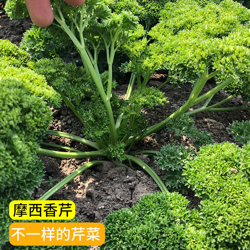 摩西香芹种子意大利欧芹种子法香种子洋香菜高产发芽高