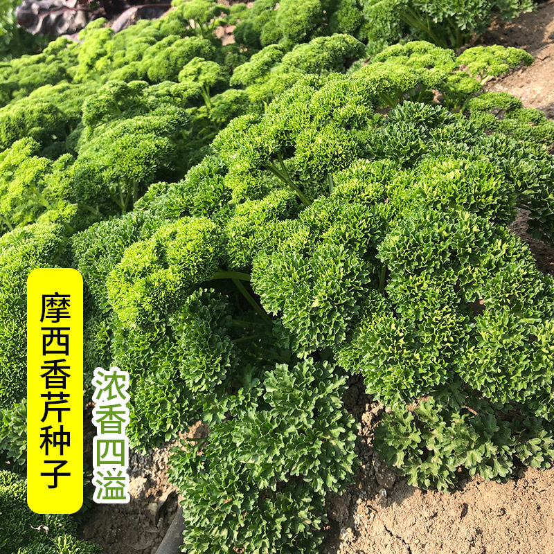 摩西香芹种子意大利欧芹种子法香种子洋香菜高产发芽高