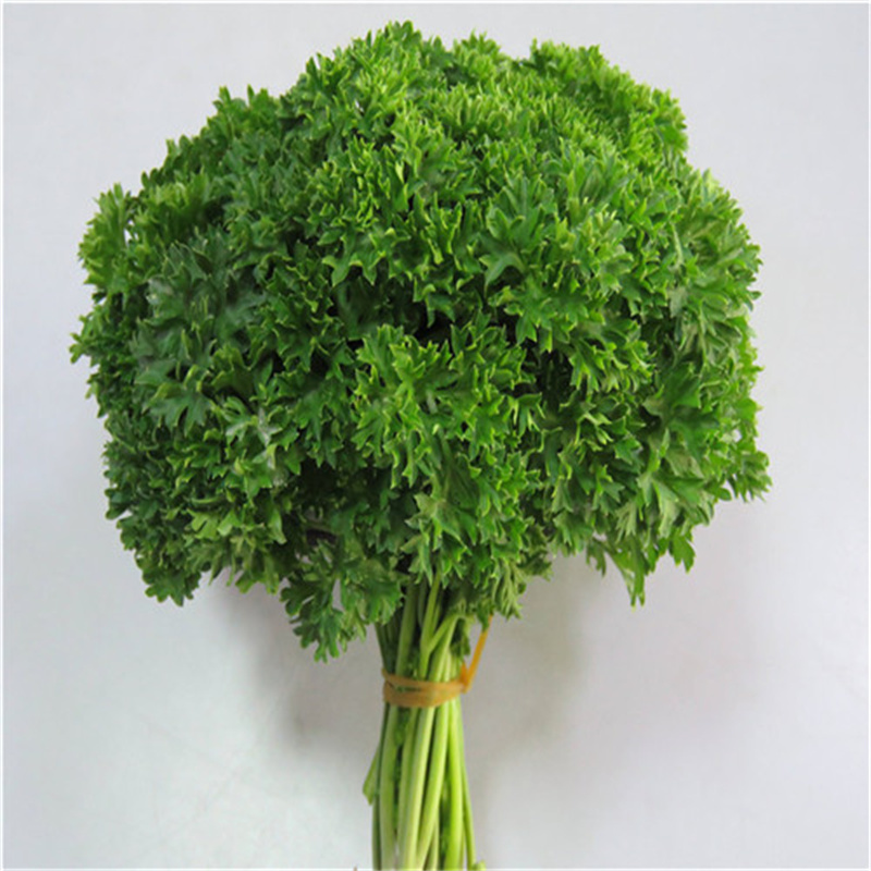 摩西香芹种子意大利欧芹种子法香种子洋香菜高产发芽高