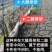全自动电动大棚卷膜机遥控缠膜机48-60v收膜神器汽油机