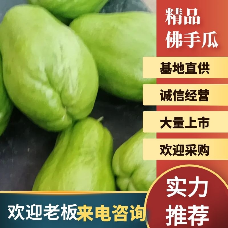 精品佛手瓜基地直供一手货源大量上市欢迎采购