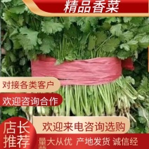 【精选】香菜河北精品香菜一手货源，基地直供，代办全国