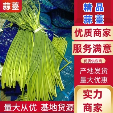 蒜苔大量上市中一手货源可供电商商超食堂质量保障