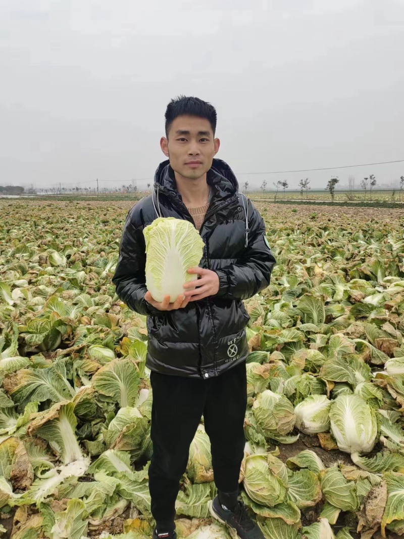 【精品现货】湖北黄心白菜，毛菜净菜规格齐全，提供上车服务