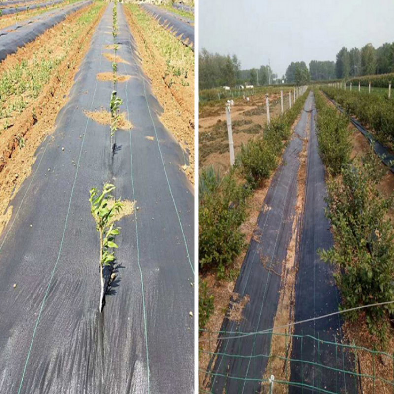 PE除草布防草布大棚农园林园艺防草布厂家定制用园艺地布
