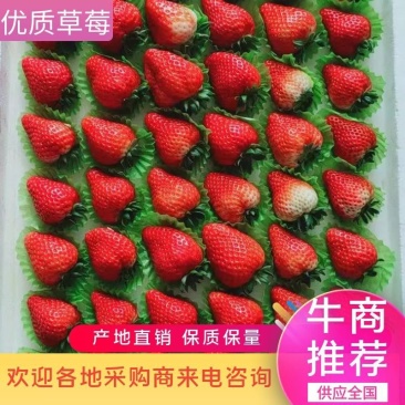 河北秦皇岛昌黎红颜九九草莓大量上市