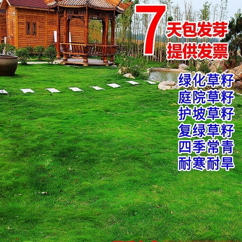 草坪种子草籽四季常青免修剪狗牙根果岭草护坡草皮耐寒绿化草