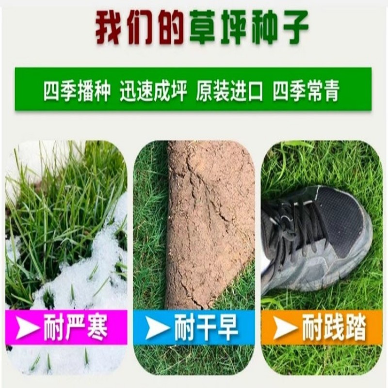 草坪种子草籽四季常青免修剪狗牙根果岭草护坡草皮耐寒绿化草