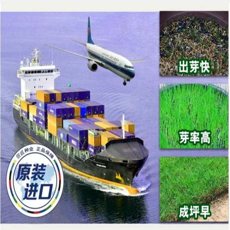草坪种子草籽四季常青免修剪狗牙根果岭草护坡草皮耐寒绿化草