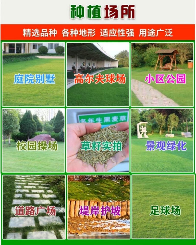 草坪种子草籽四季常青免修剪狗牙根果岭草护坡草皮耐寒绿化草