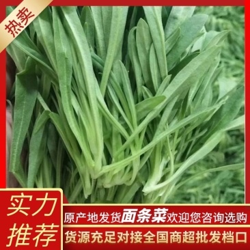 【基地直供】面条菜-山东聊城面条菜-野菜一手货源全国发货