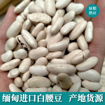 红腰豆缅甸进口腰豆大红豆红芸豆红豆豆沙馅豆类