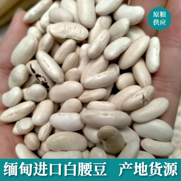 红腰豆缅甸进口腰豆大红豆红芸豆红豆豆沙馅豆类