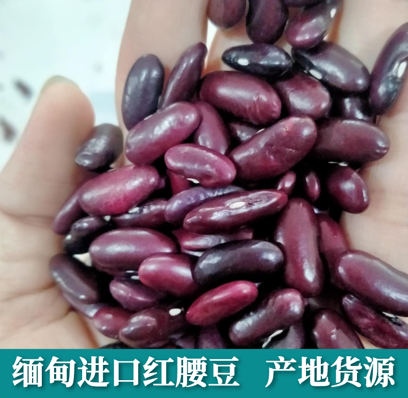 红腰豆缅甸进口腰豆大红豆红芸豆红豆豆沙馅豆类