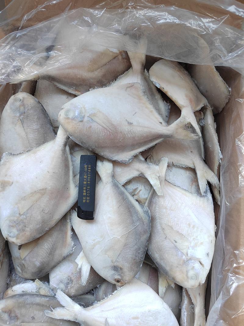 温岭高品质东海白鲳鱼对接大型批发商采购商
