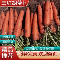 【实力】河南三红胡萝卜保质保量量大从优一手货源视频看货