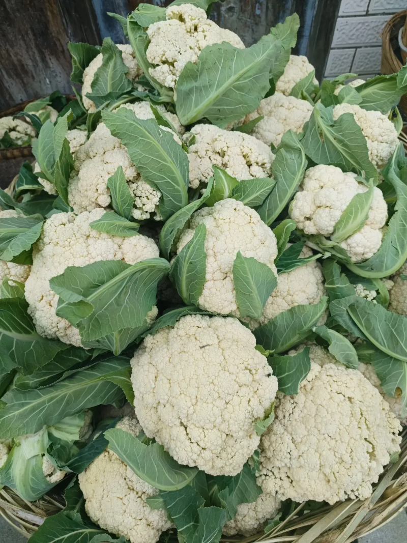 【热卖】松花菜有机花菜青梗白面散花品质好价格低等您来电