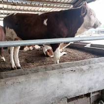 牛犊西门塔尔牛，纯种西门塔尔牛，长势快，好饲养，包送货
