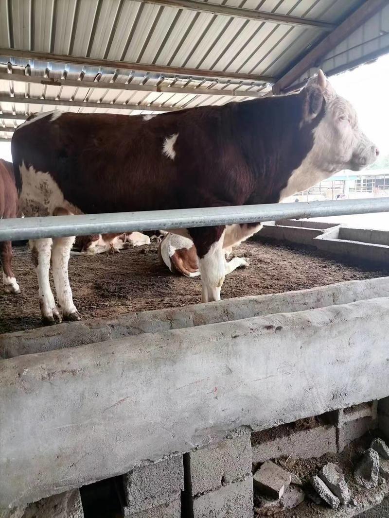牛犊西门塔尔牛，纯种西门塔尔牛，长势快，好饲养，包送货