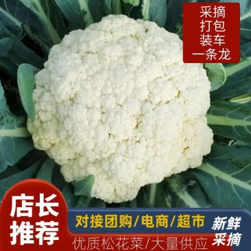 湖北有机花菜，菜花大量上市，欢迎来电采购，全国供货