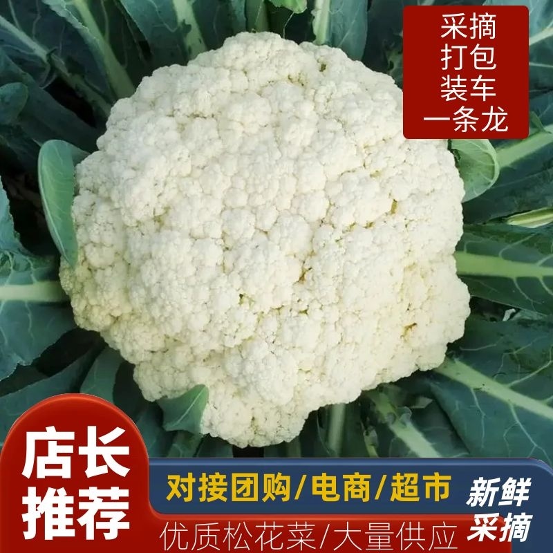 湖北有机花菜，菜花大量上市，欢迎来电采购，全国供货