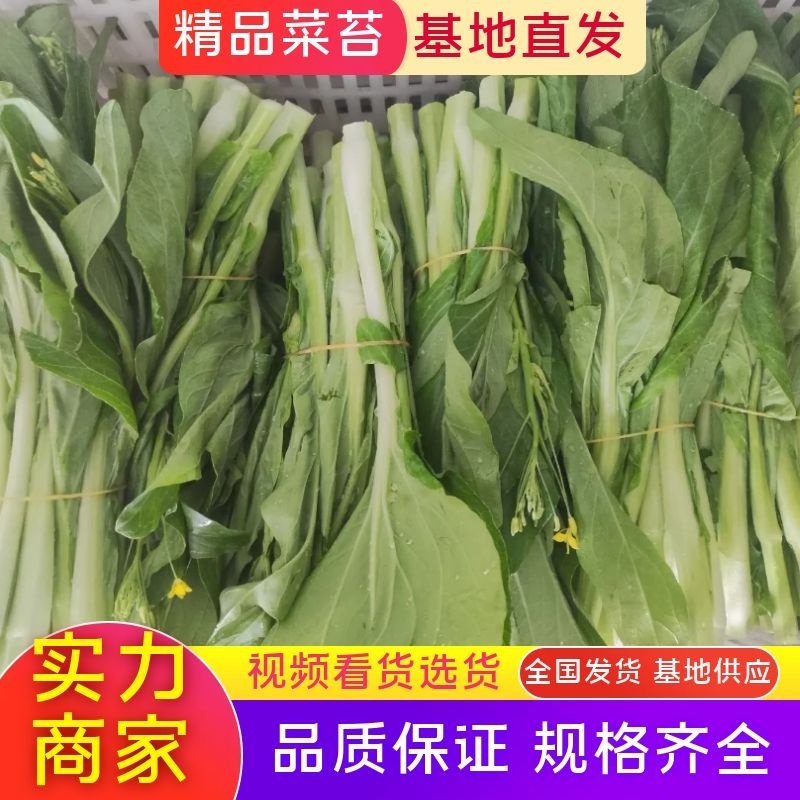 湖北枝江白菜苔，红菜苔大量上市，需要的老板欢迎咨询订购