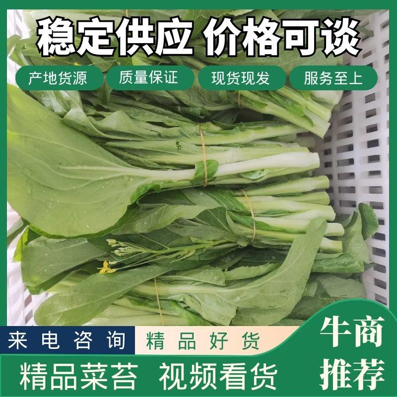 湖北枝江白菜苔，红菜苔大量上市，需要的老板欢迎咨询订购