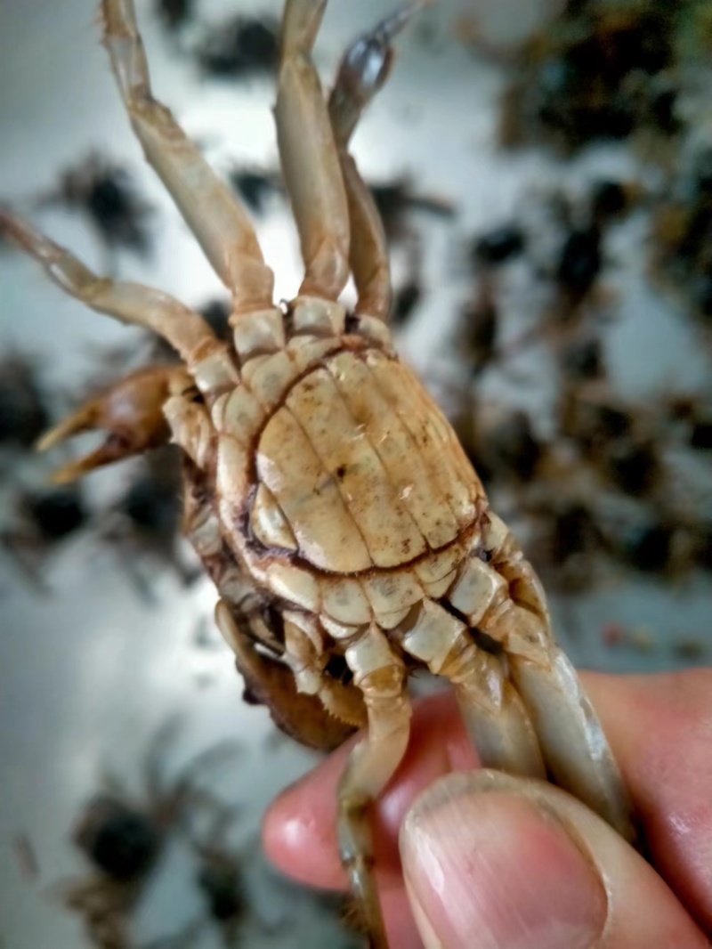 马鞍山乌溪啊贵蟹苗，只只手挑，特别母的多货源充足欢迎选购