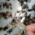 马鞍山乌溪啊贵蟹苗，只只手挑，特别母的多货源充足欢迎选购