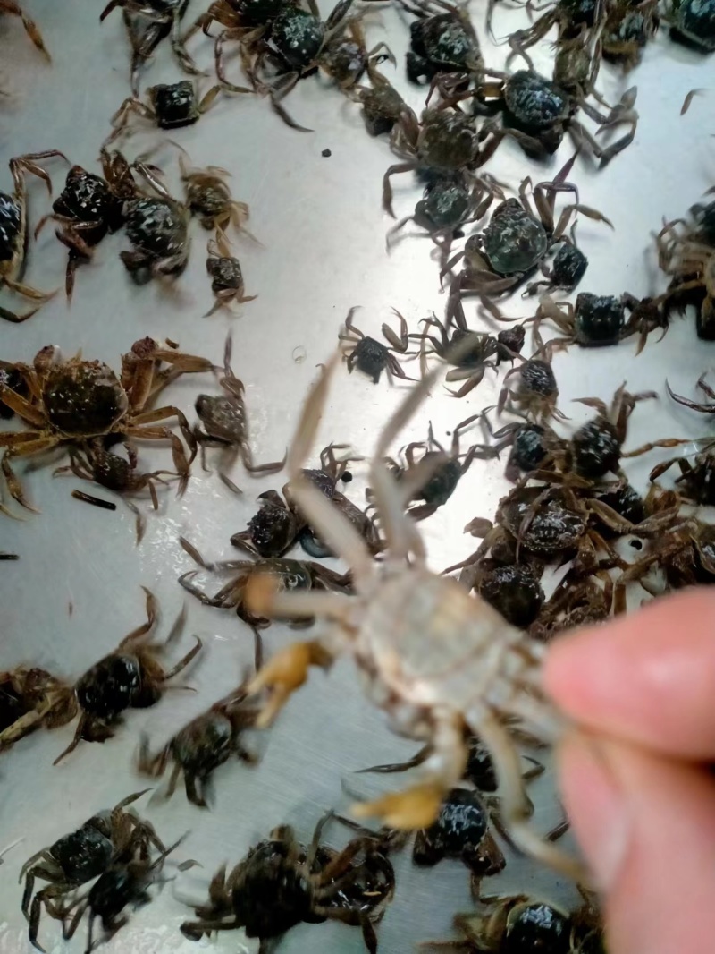 马鞍山乌溪啊贵蟹苗，只只手挑，特别母的多货源充足欢迎选购