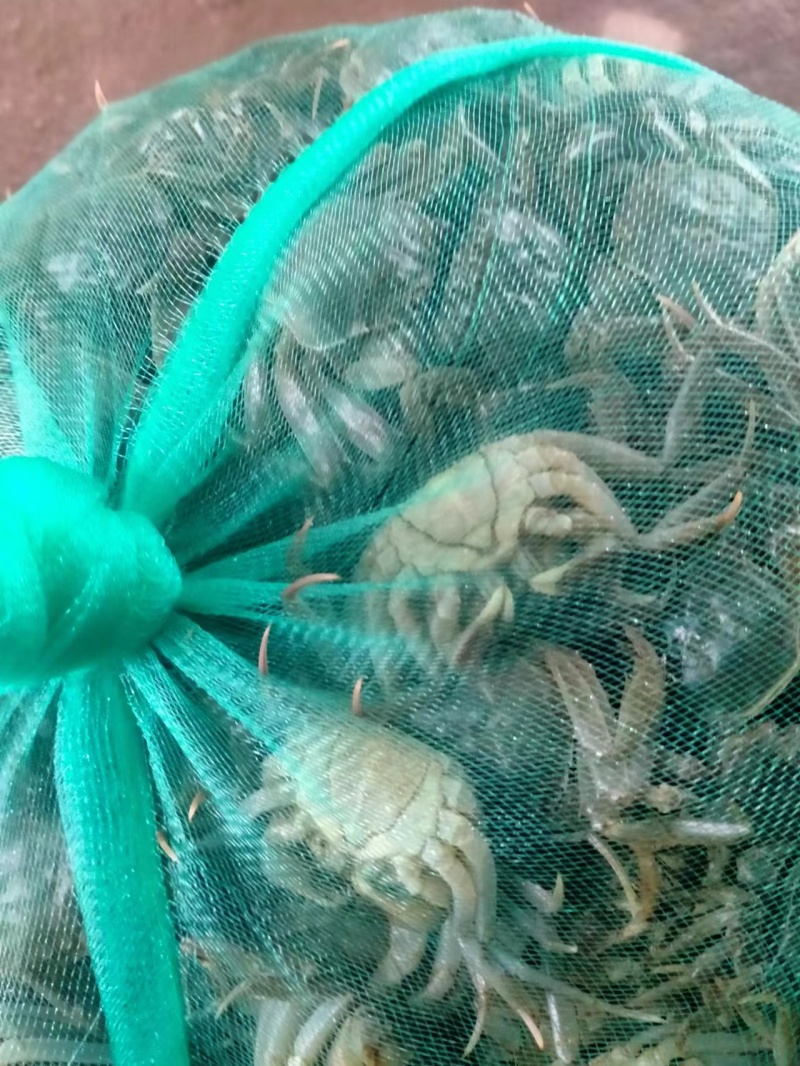 马鞍山乌溪啊贵蟹苗专业合作社蟹苗货源充足可视频看货