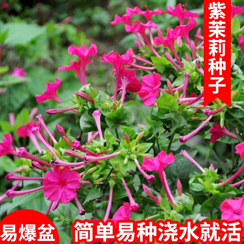 紫茉莉种子夜来香草茉莉地雷花家庭阳台庭院盆栽花卉多年生籽