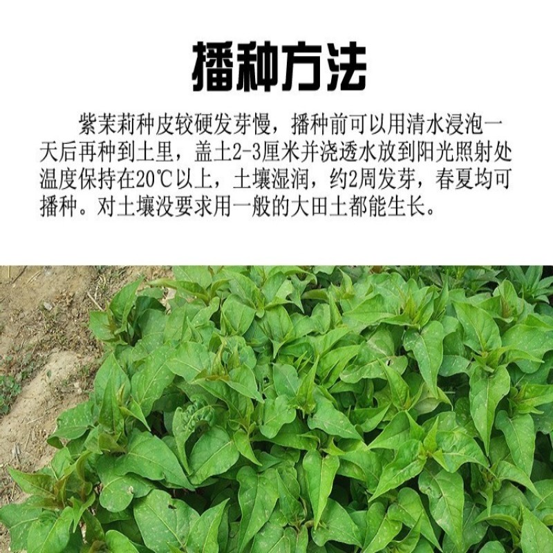 紫茉莉种子夜来香草茉莉地雷花家庭阳台庭院盆栽花卉多年生籽