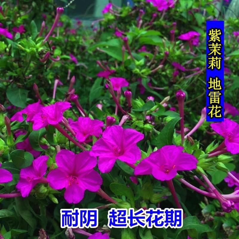 紫茉莉种子夜来香草茉莉地雷花家庭阳台庭院盆栽花卉多年生籽