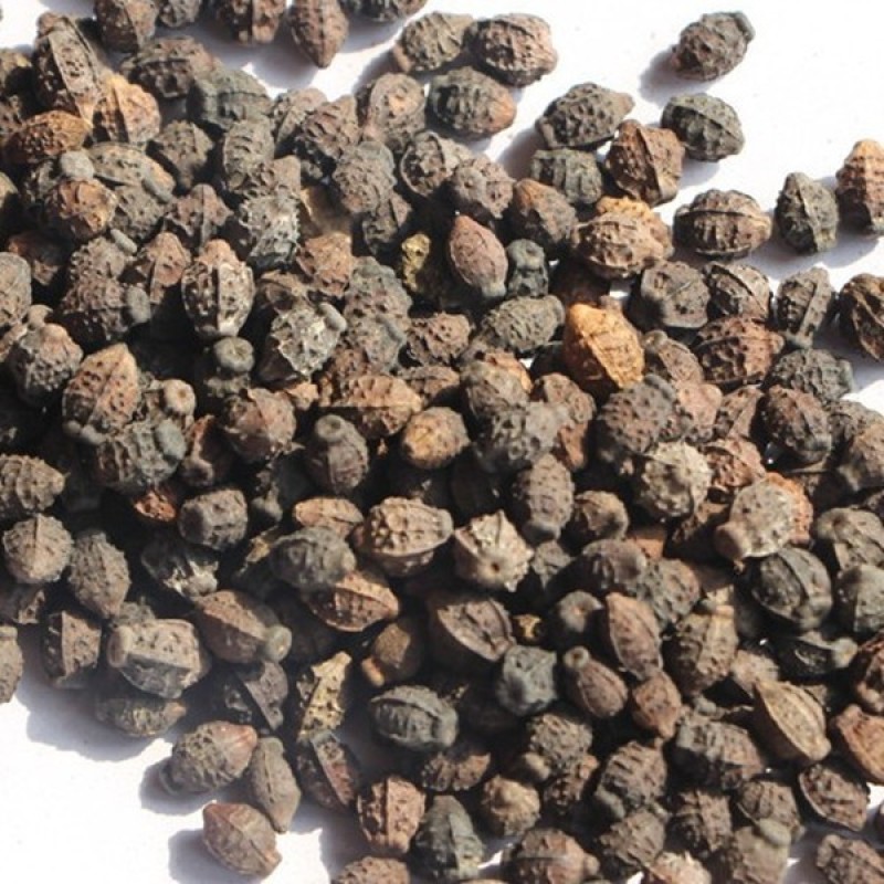 紫茉莉种子夜来香草茉莉地雷花家庭阳台庭院盆栽花卉多年生籽