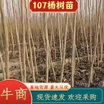 【货源充足】107杨树苗量大从优，现挖现发，欢迎采购