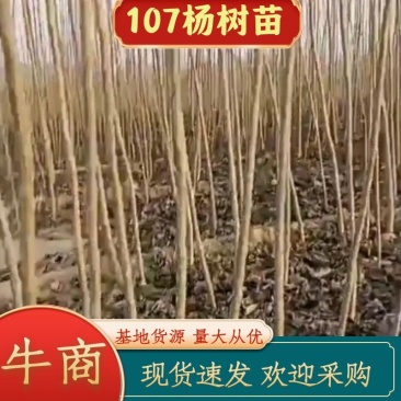【货源充足】107杨树苗量大从优，现挖现发，欢迎采购