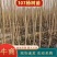【货源充足】107杨树苗量大从优，现挖现发，欢迎采购