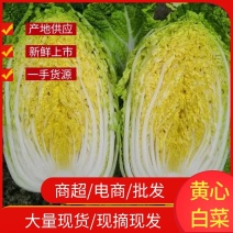 湖北精品黄心大白菜，农家种植量大品质好欢迎咨询