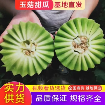 玉菇香瓜玉菇甜瓜万亩基地直供对接商超批发实力供货