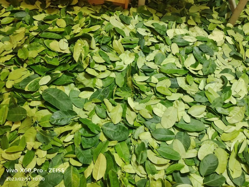 广东新鲜柠檬叶泡茶现摘现发对接各级客商欢迎来电咨询