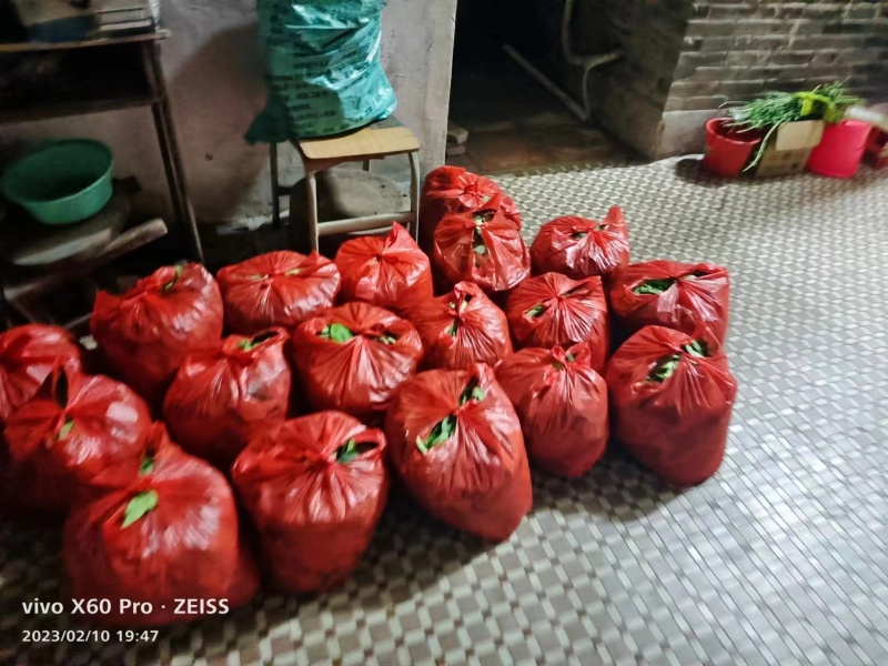 广东新鲜柠檬叶泡茶现摘现发对接各级客商欢迎来电咨询