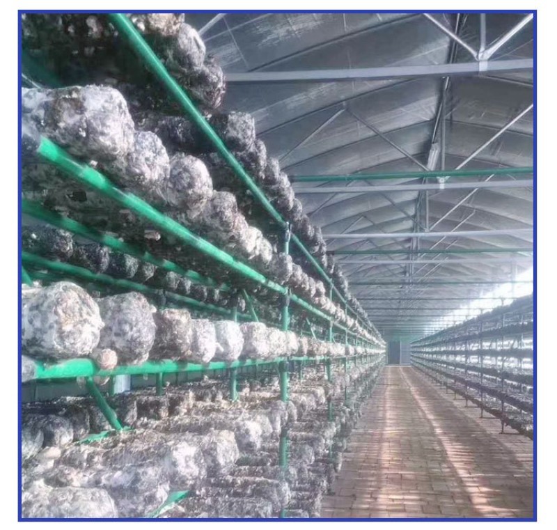 畜牧大棚养殖大棚包塑大棚管骨架养殖棚专用养鸡鸭鹅大棚