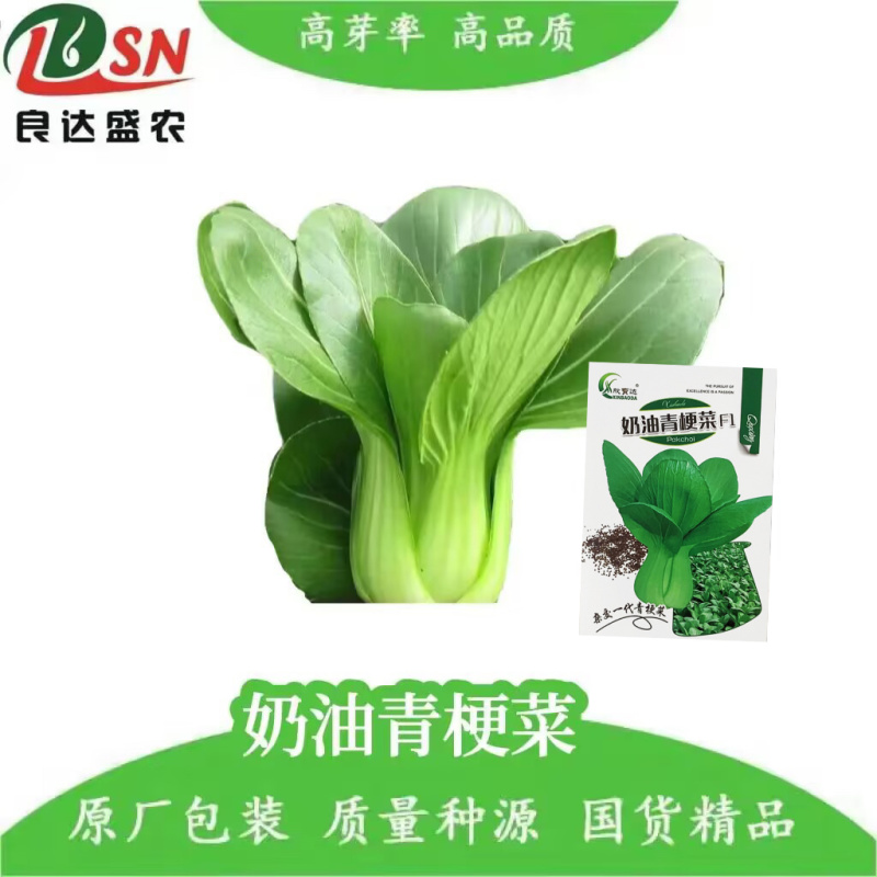 奶油青梗菜种子耐寒性好口感好商品性好抗性强