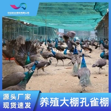 温室养鸡鸭孔雀大棚建造价格畜牧业家禽搭建养殖温室大棚养