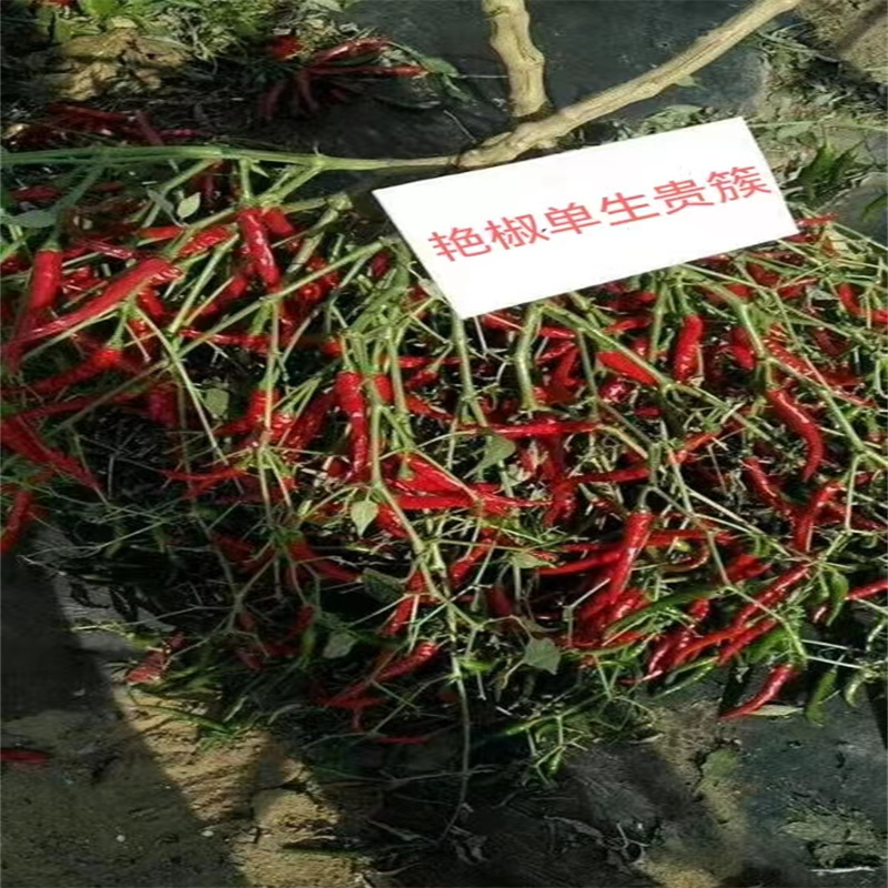 艳椒单生贵族辣椒种子高产单生朝天椒种子小红辣椒1000粒