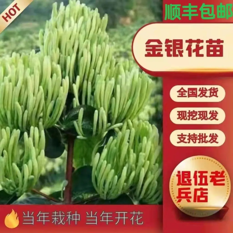 湘蕾5号金银花苗，见效快，高产易采摘，15到25天不落蕾