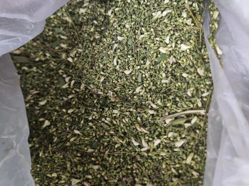 槐米精品出货，全国供货，提前预定，量大从优，期待与你共赢！